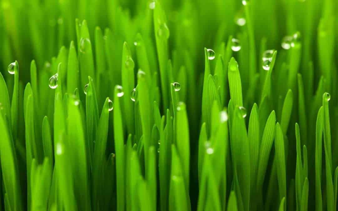 green grass