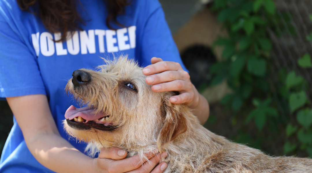 a dog being petted by a woman wearing a blue shirt that says volunteer.