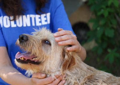 a dog being petted by a woman wearing a blue shirt that says volunteer.